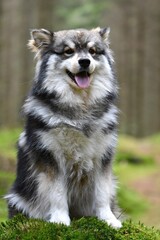 Portrait of a young Finnish Lapphund dog
