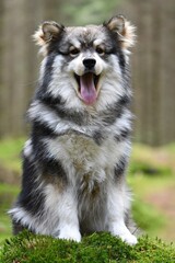 Portrait of a young Finnish Lapphund dog
