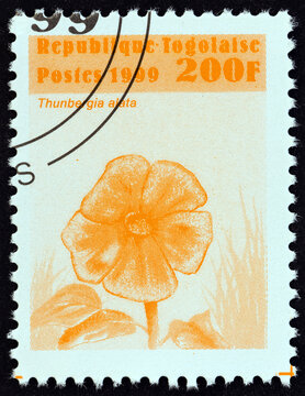 Thunbergia alata flower (Togo 1999)
