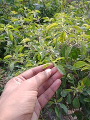 Naklejka na ściany i meble Green Leaves and Small Flowers of Ocimum tenuiflorum or Ocimum sanctum in Hand (Holy basil, Thai basil, tulsi) ,Tulsi leaves background. Green Tulsi leaf. Selective Focus.