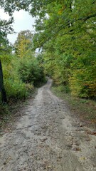 Sentiero nel bosco