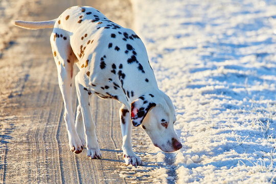 dalmatiner im schnee
