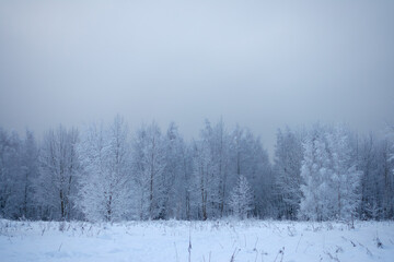 dim cloudy winter day landscape