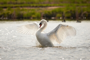 Mute swan flapping wings (Cygnus olor). Bird flapping wings