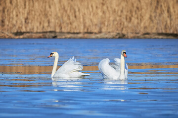 Mute swans couple in the lake (Cygnus olor)
