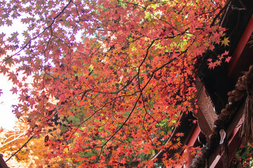 Autumn colors of maple tree cover the sky. This is a gate of shrine. 