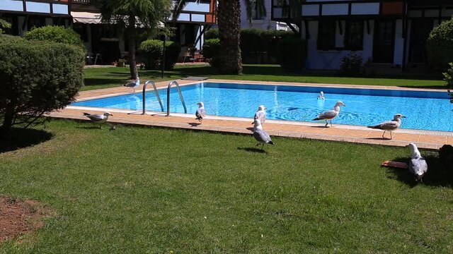 Group Of Seagulls, sea birds Eating Fish On A Garden In A Summer Sunny Afternoon by the blue pool