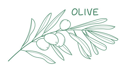 Olive branch vector in doodle, sketch style. Ink, pencil hand drawn olive tree, leaves for wrapper pattern, logo, frame or border.