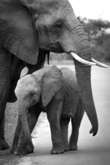 Touching Black and White Picture of Baby Elephant in Poignant Pose With Its Mother