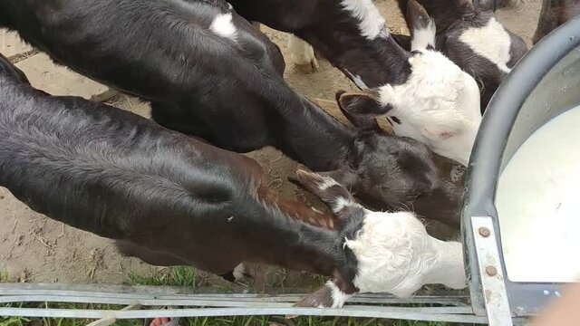 cows on a diary farm