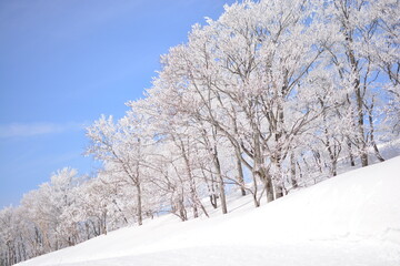 Fototapeta na wymiar 枯れ木に積もる雪化粧