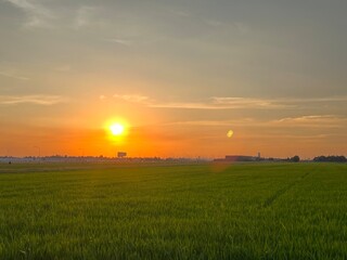 sunset scenery, wheat fields, Meadow field or Green Terraced Rice Field in Asia Thailand . Freedom Refreshed grass cold weather Feeling in garden Joyful at times of morning . beautiful day concept.