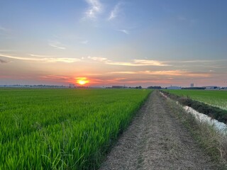 Fototapeta na wymiar sunset scenery, wheat fields, Meadow field or Green Terraced Rice Field in Asia Thailand . Freedom Refreshed grass cold weather Feeling in garden Joyful at times of morning . beautiful day concept.
