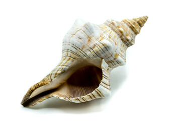 Seashell isolated on white background