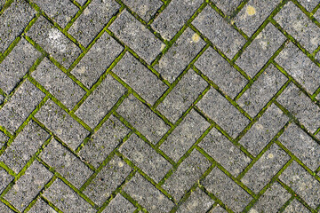 Simple concrete cobble footpath with green moss growing in joints