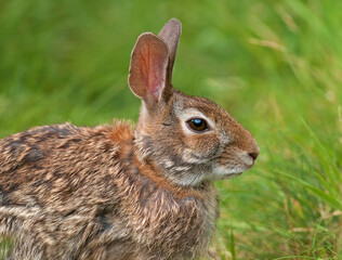 Eastern Cottontail in a meadow