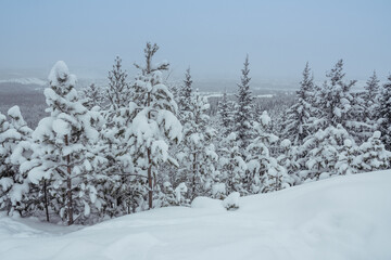 Winter forest with snowy fir trees