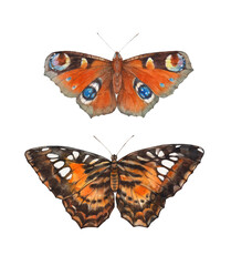Butterflies.  Watercolor illustration on white background.