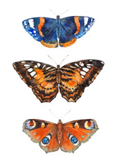 Obraz na płótnie Canvas Butterflies. Watercolor illustration on white background.