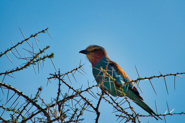  Vögel im Nationalpark Tsavo Ost, Tsavo West und Amboseli in Kenia