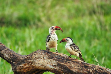  Vögel im Nationalpark Tsavo Ost, Tsavo West und Amboseli in Kenia