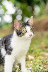Naklejka na ściany i meble Close-up shot of a black and white cat looking ahead