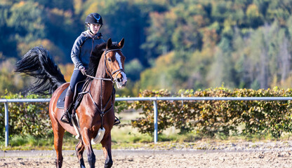 Horse with rider during training on the riding arena at a gallop..