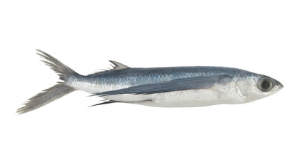 Tropical flying fish isolated on white background