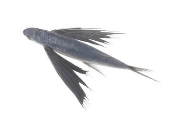 Fresh raw tropical flying fish isolated on white background, top view