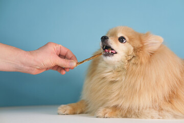 Unrecognisable hand of owner is giving a treat. Feeding of dog. Cute happy Pomeranian Spitz puppy is eating, biting a chew bone or stick. Tasty delicious treat for pet. Healthy food.