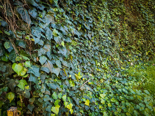 Green ivy background - green nature wall