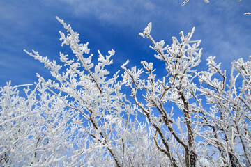 Snow Scenery of Balwangsan Mountain, Pyeongchang-gun, Gangwon-do