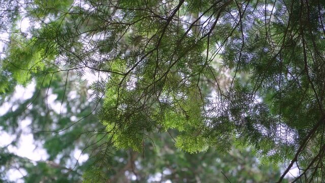 Hinoki cypress forest in the mountain