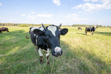 Cows on a green field grazing on a farmer's green grass. beautiful landscape with cows in the...