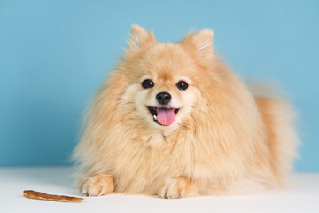 Portrait of happy healthy positive funny puppy, beautiful cheerful Pomeranian Spitz dog is smiling and looking at camera. Training, feeding of dog with stick or treat. Dog food, delicacy. Love pet