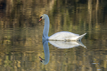 Reflection of a reticulated swan on a calm water body