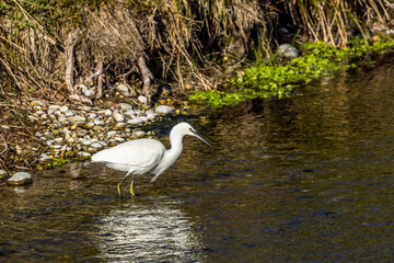 Egret fishing in a small stream