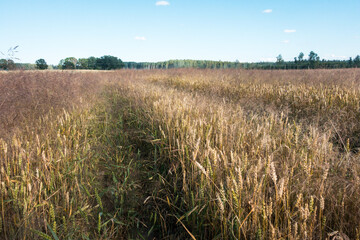 Cereal field with tractor-driven technological road, horizon and blue sky.