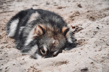 Portrait of a young Finnish Lapphund dog