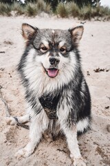 Portrait of a young Finnish Lapphund dog