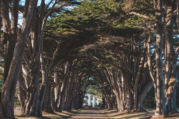 Cypress Tree Tunnel
