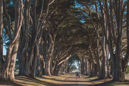Cypress Tree Tunnel