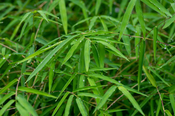 Fototapeta na wymiar Bamboo leaves after raining for natural background