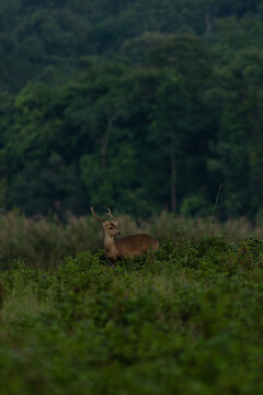 Hog Deer In Forest