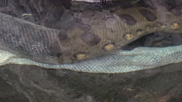 Anaconda in the water (Eunectes murinus) old dropped snake skin.