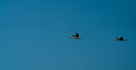 Fototapeta na wymiar Two cranes flying in formation over blue sky