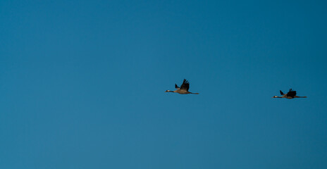 Two cranes flying in formation over blue sky