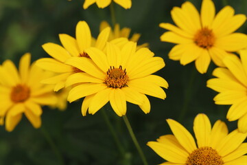 初夏の庭に咲く黄色いヒメヒマワリの花