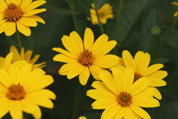初夏の庭に咲く黄色いヒメヒマワリの花