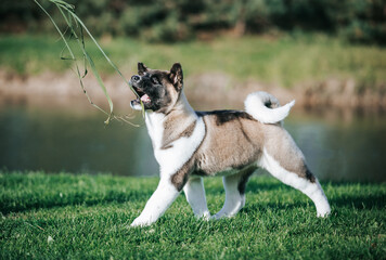 American akita cute puppy outside in the beautiful park. Akita litter in kennel photoshoot.	